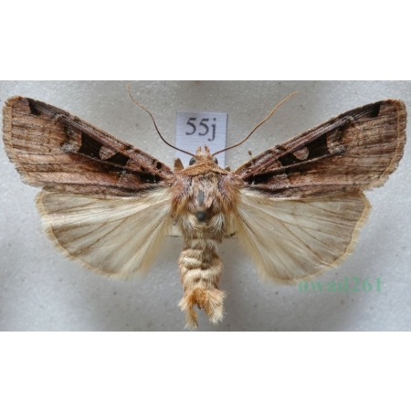 Xestia ditrapezium (Denis & Schiffermüller, 1775) Rolnica dwutrapezka Czech55j